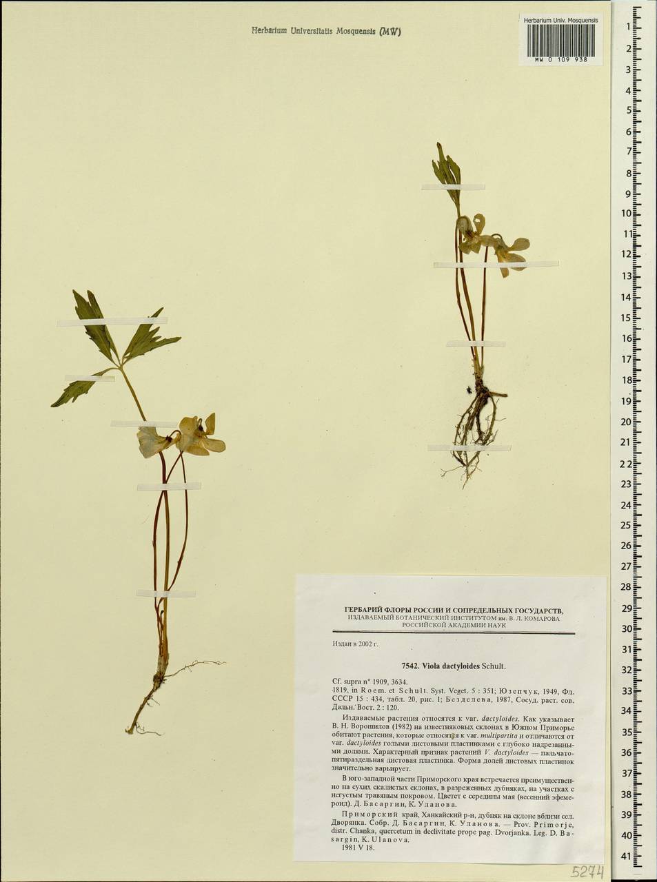 Viola dactyloides Roem. & Schult., Siberia, Russian Far East (S6) (Russia)