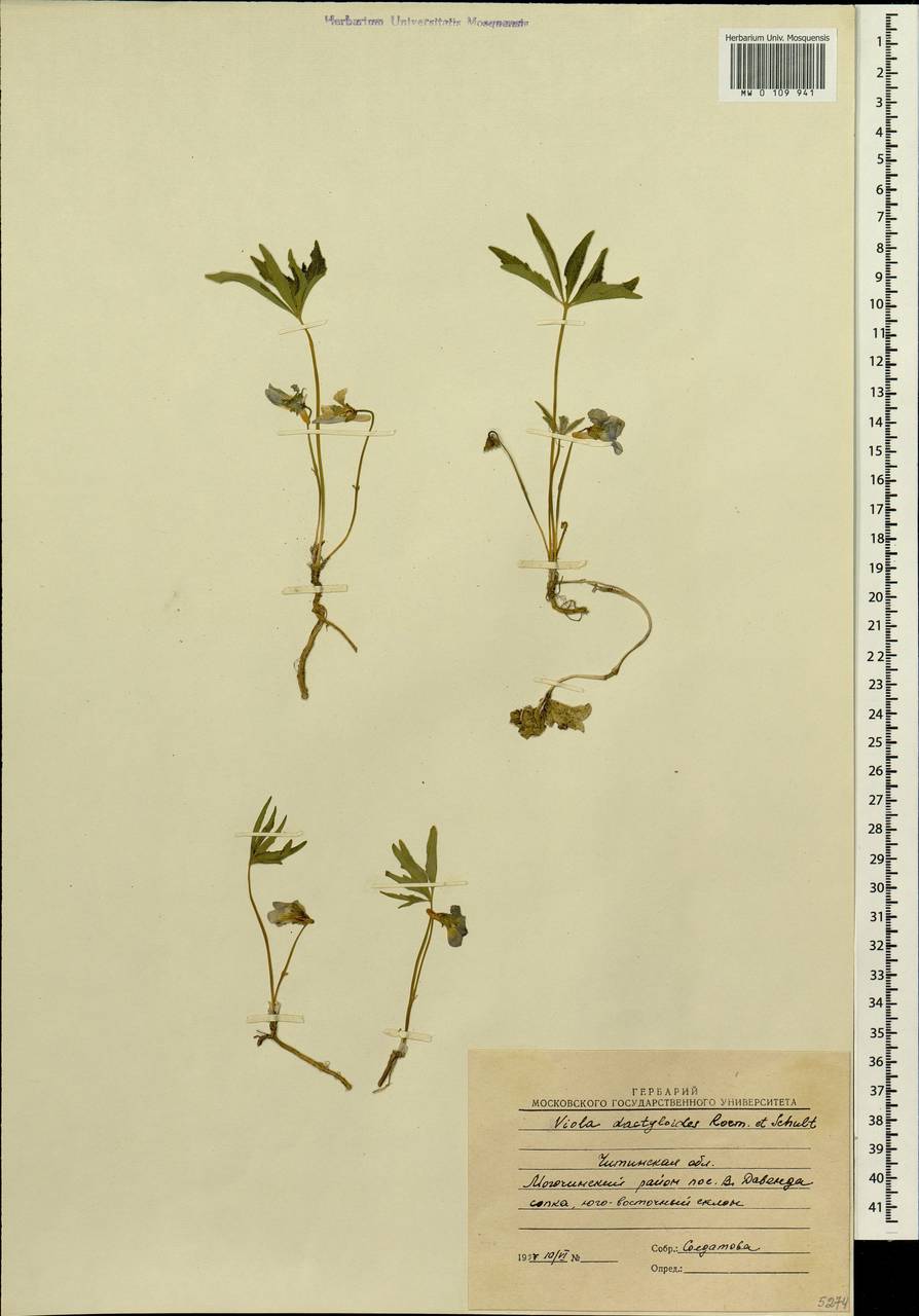 Viola dactyloides Roem. & Schult., Siberia, Baikal & Transbaikal region (S4) (Russia)