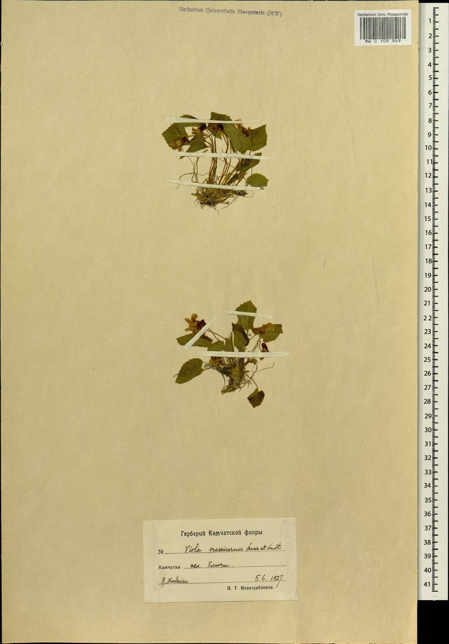 Viola tokubuchiana Makino, Siberia, Chukotka & Kamchatka (S7) (Russia)