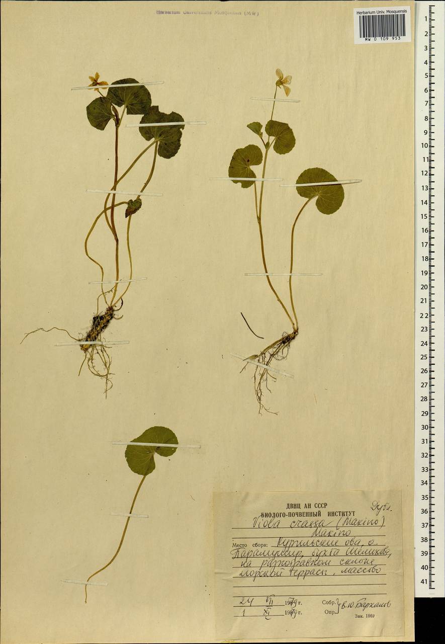 Viola crassa (Makino) Makino, Siberia, Russian Far East (S6) (Russia)