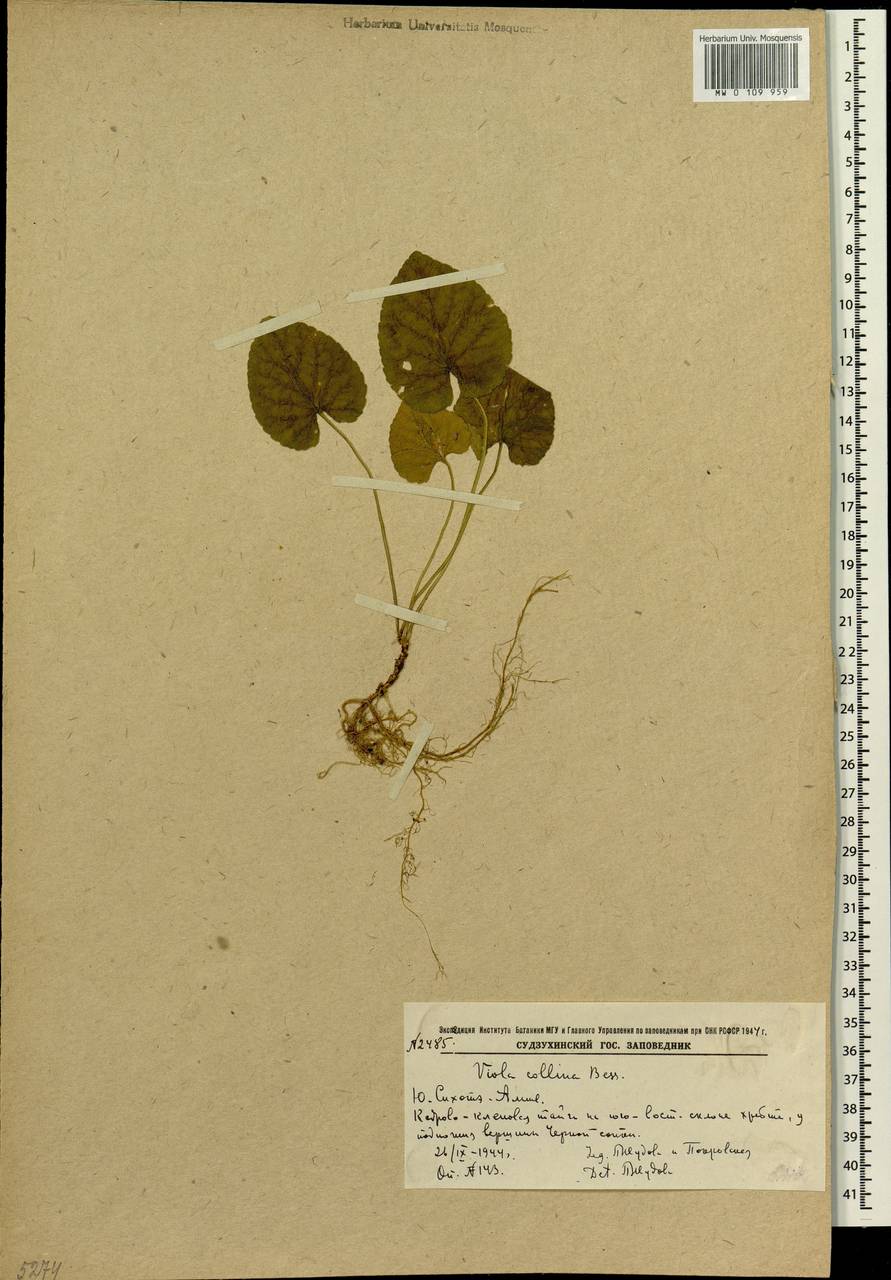 Viola collina Besser, Siberia, Russian Far East (S6) (Russia)