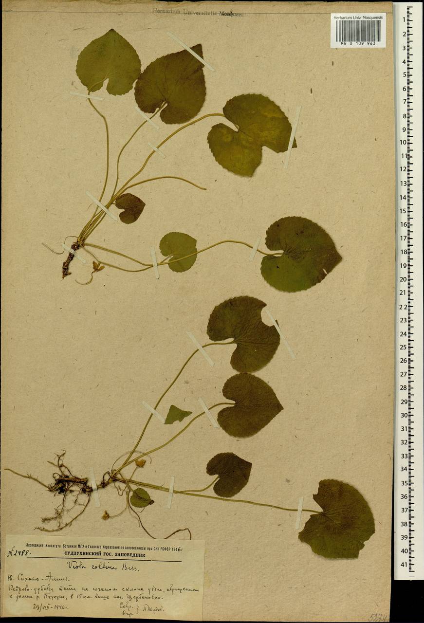 Viola collina Besser, Siberia, Russian Far East (S6) (Russia)