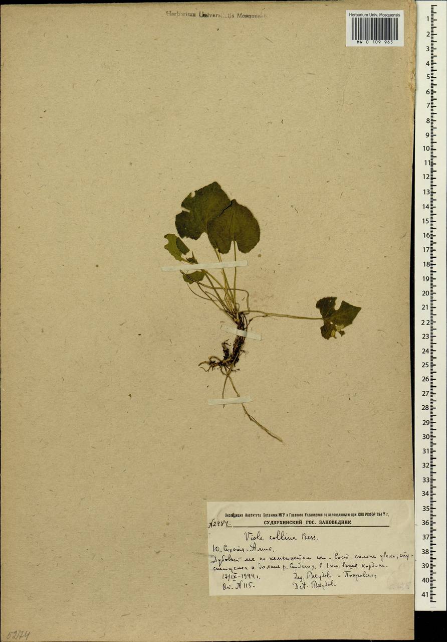 Viola collina Besser, Siberia, Russian Far East (S6) (Russia)