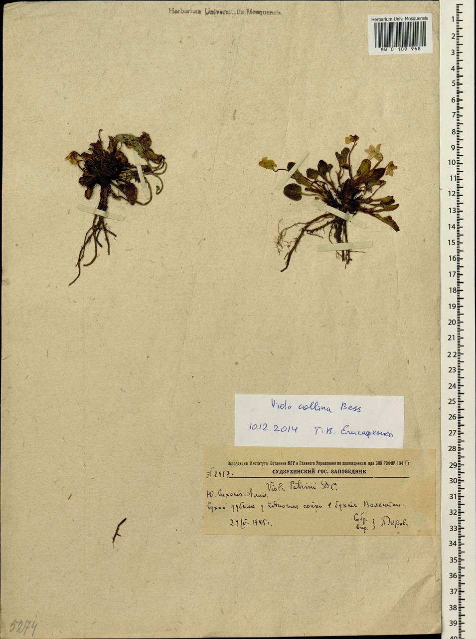 Viola collina Besser, Siberia, Russian Far East (S6) (Russia)