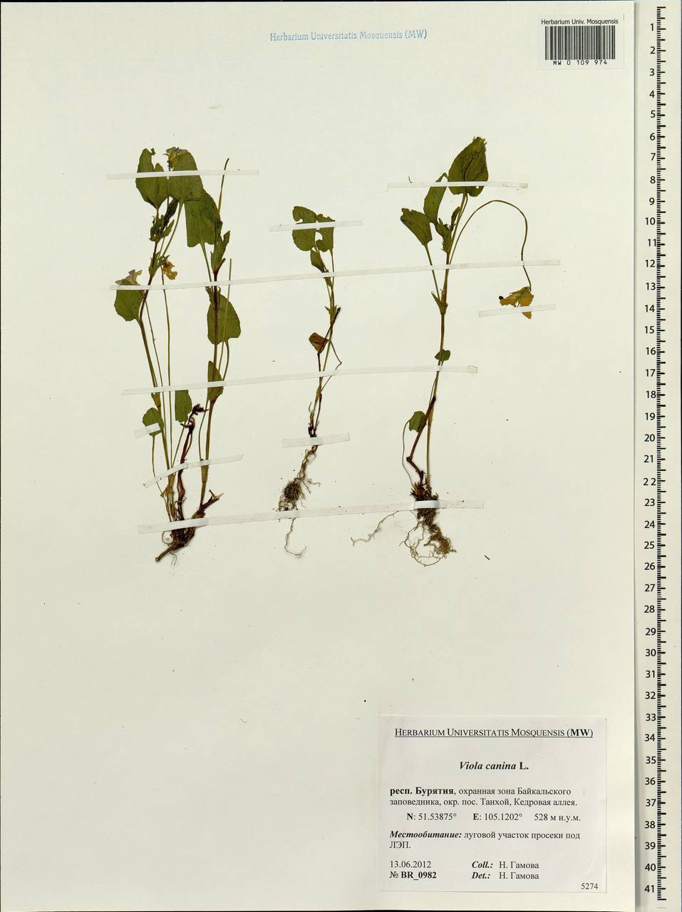 Viola canina L., Siberia, Baikal & Transbaikal region (S4) (Russia)