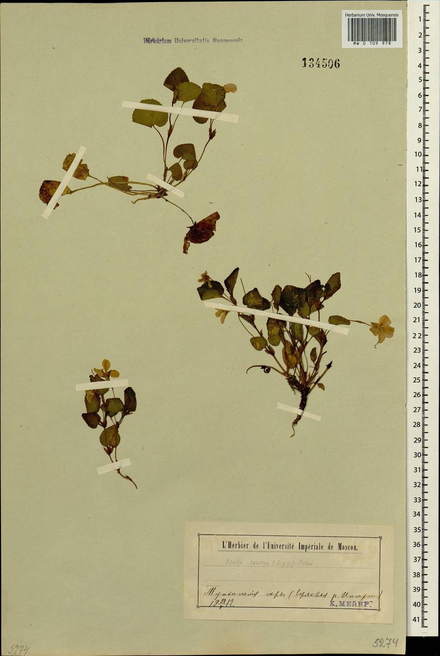 Viola canina L., Siberia, Baikal & Transbaikal region (S4) (Russia)