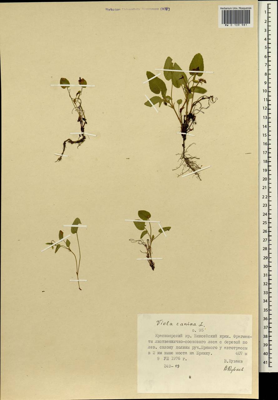 Viola canina L., Siberia, Central Siberia (S3) (Russia)
