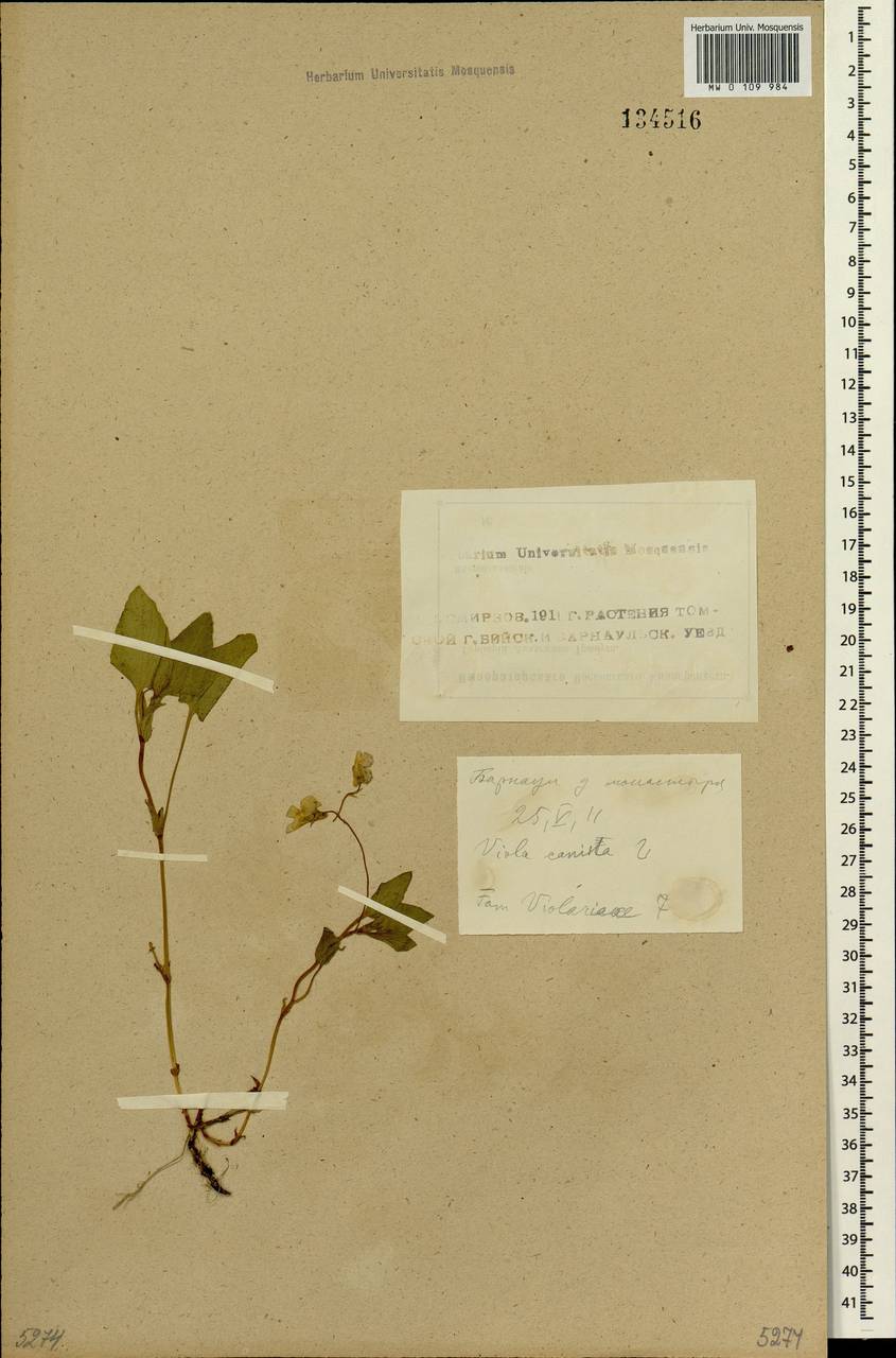 Viola canina L., Siberia, Altai & Sayany Mountains (S2) (Russia)