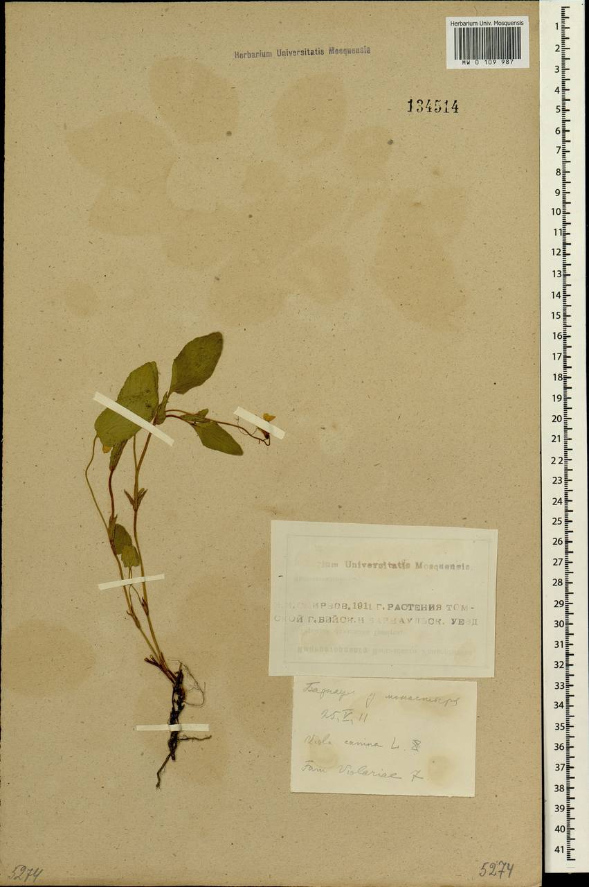 Viola canina L., Siberia, Altai & Sayany Mountains (S2) (Russia)