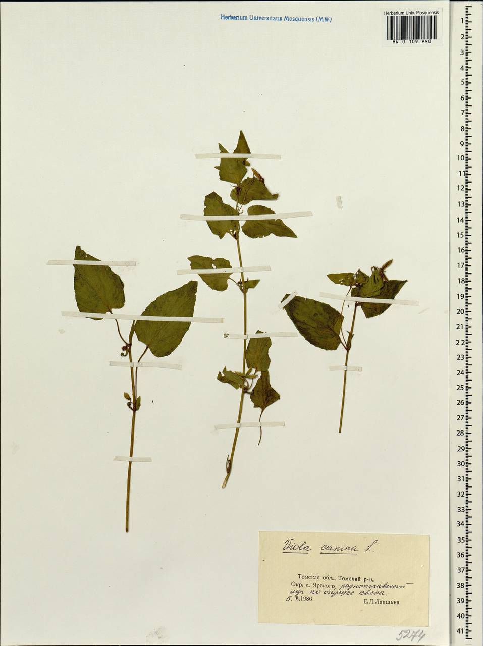 Viola canina L., Siberia, Western Siberia (S1) (Russia)