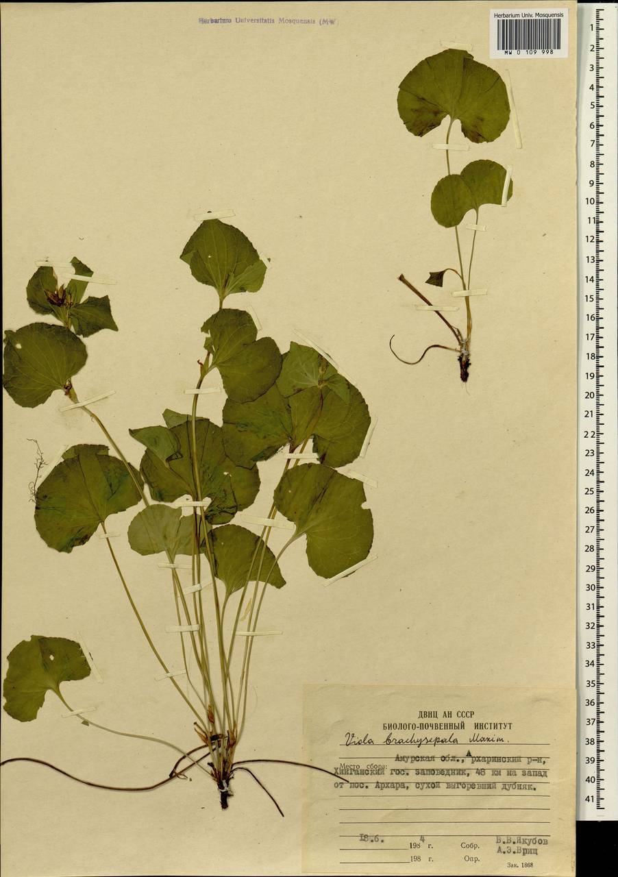 Viola mirabilis L., Siberia, Russian Far East (S6) (Russia)