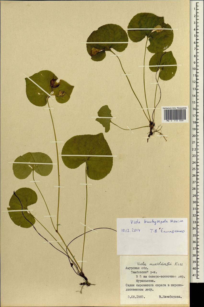 Viola mirabilis L., Siberia, Russian Far East (S6) (Russia)