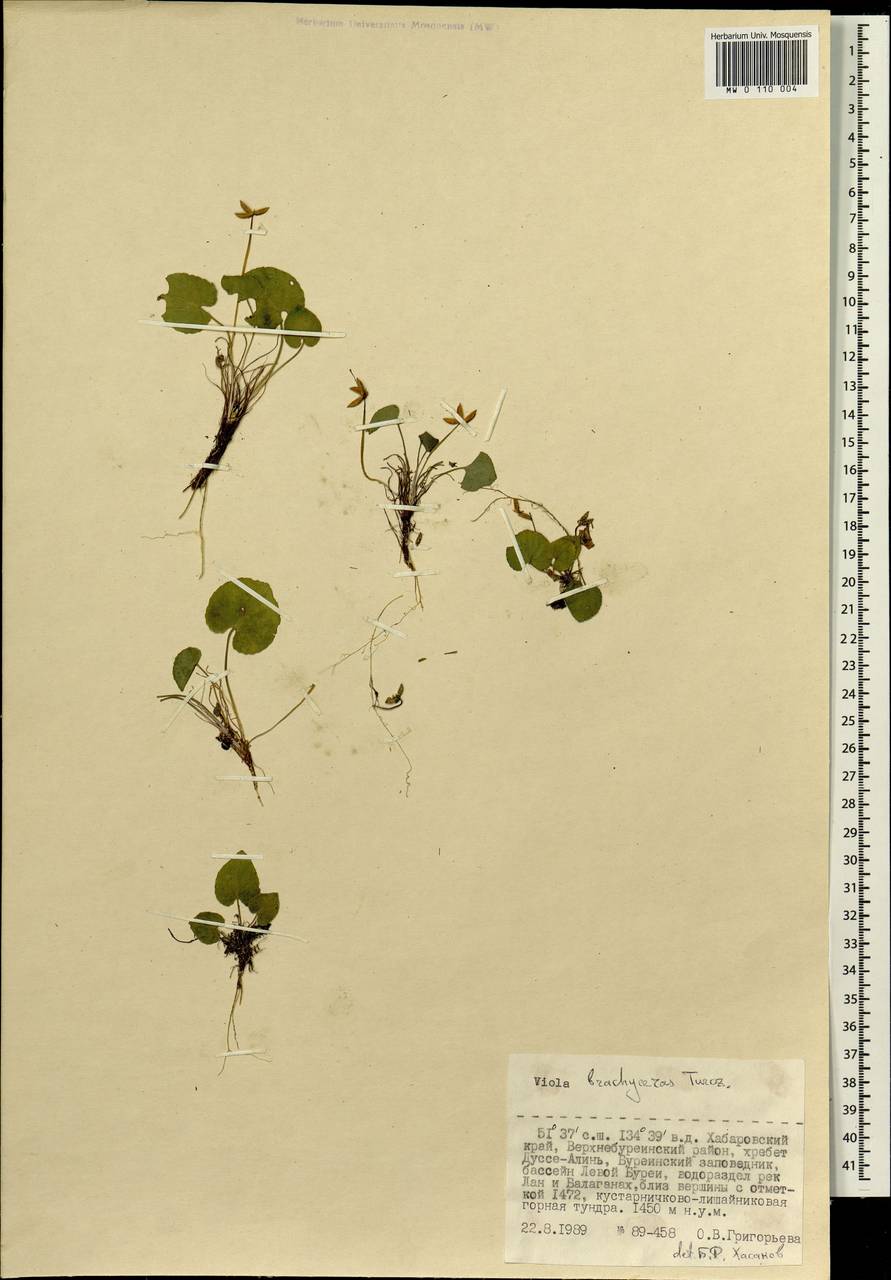 Viola epipsila subsp. repens (Turcz.) W. Becker, Siberia, Russian Far East (S6) (Russia)