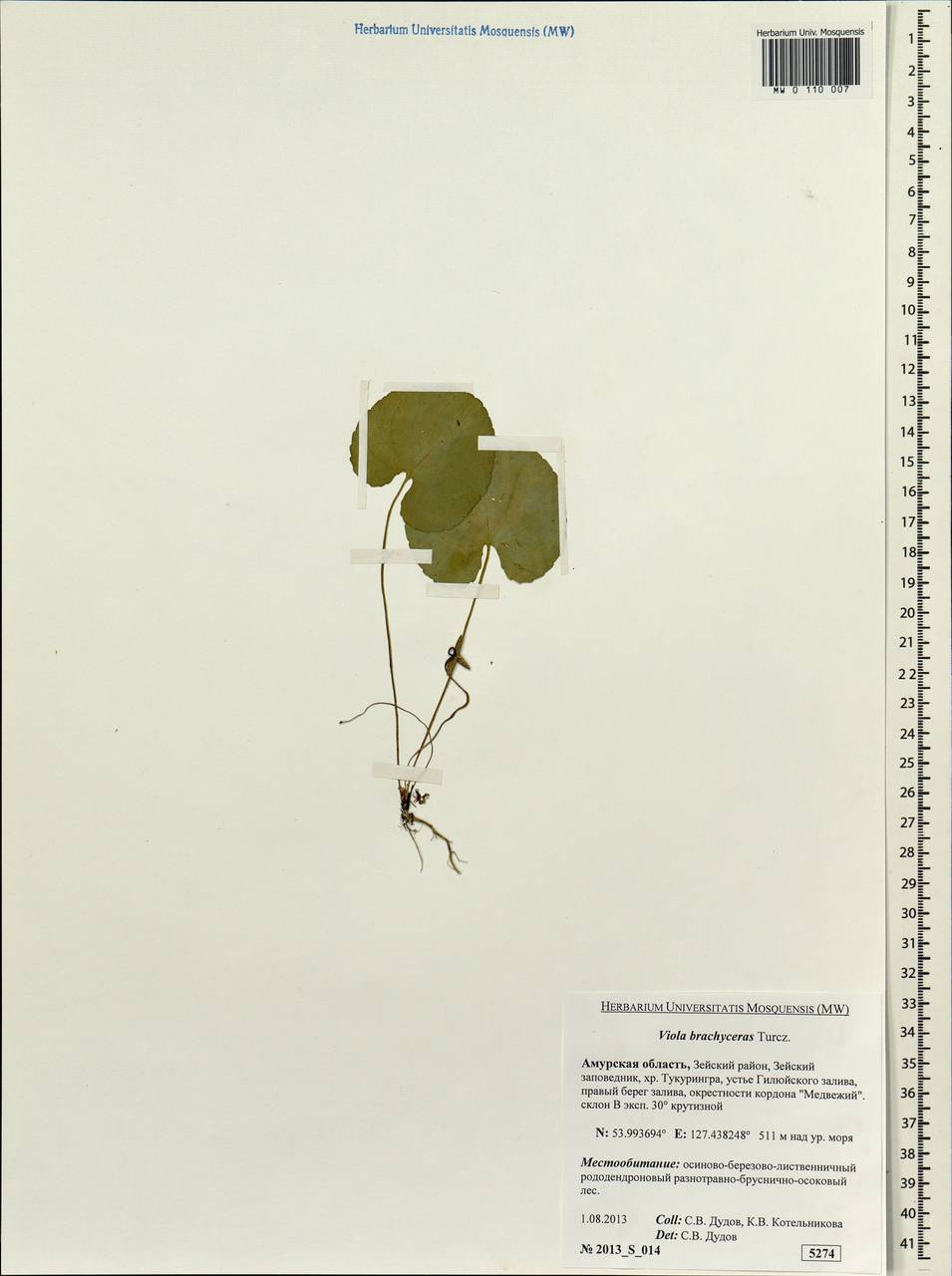 Viola epipsila subsp. repens (Turcz.) W. Becker, Siberia, Russian Far East (S6) (Russia)