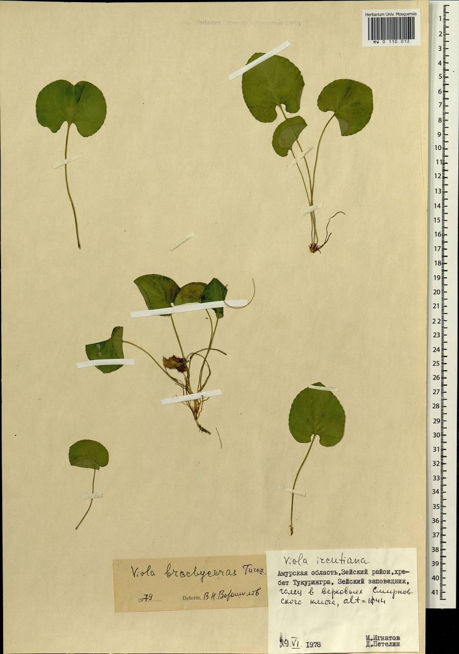 Viola epipsila subsp. repens (Turcz.) W. Becker, Siberia, Russian Far East (S6) (Russia)