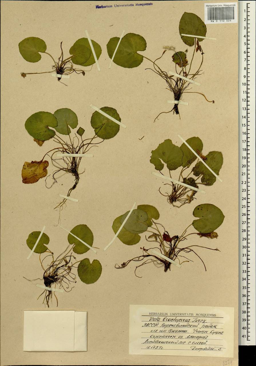 Viola epipsila subsp. repens (Turcz.) W. Becker, Siberia, Yakutia (S5) (Russia)