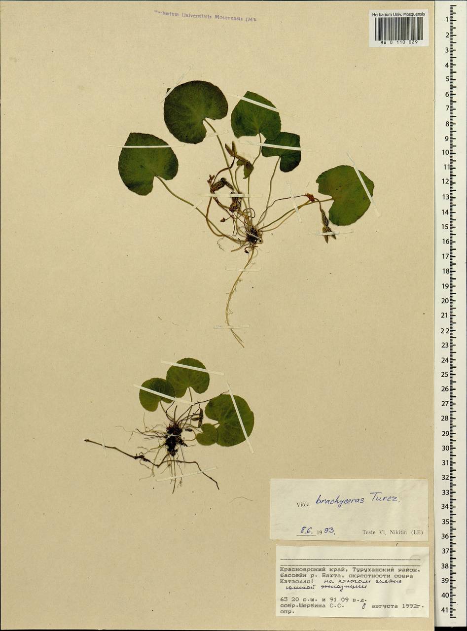 Viola epipsila subsp. repens (Turcz.) W. Becker, Siberia, Central Siberia (S3) (Russia)