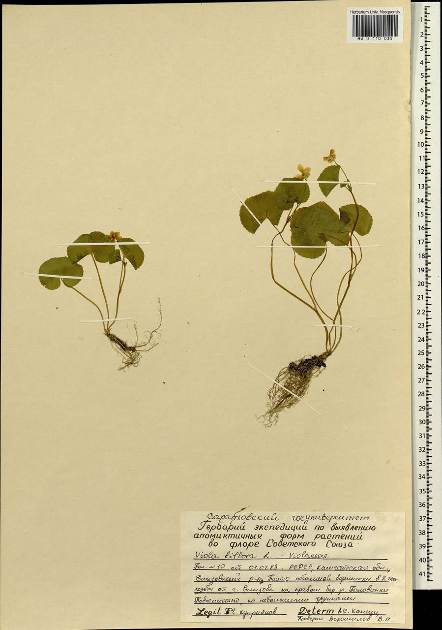 Viola biflora L., Siberia, Chukotka & Kamchatka (S7) (Russia)