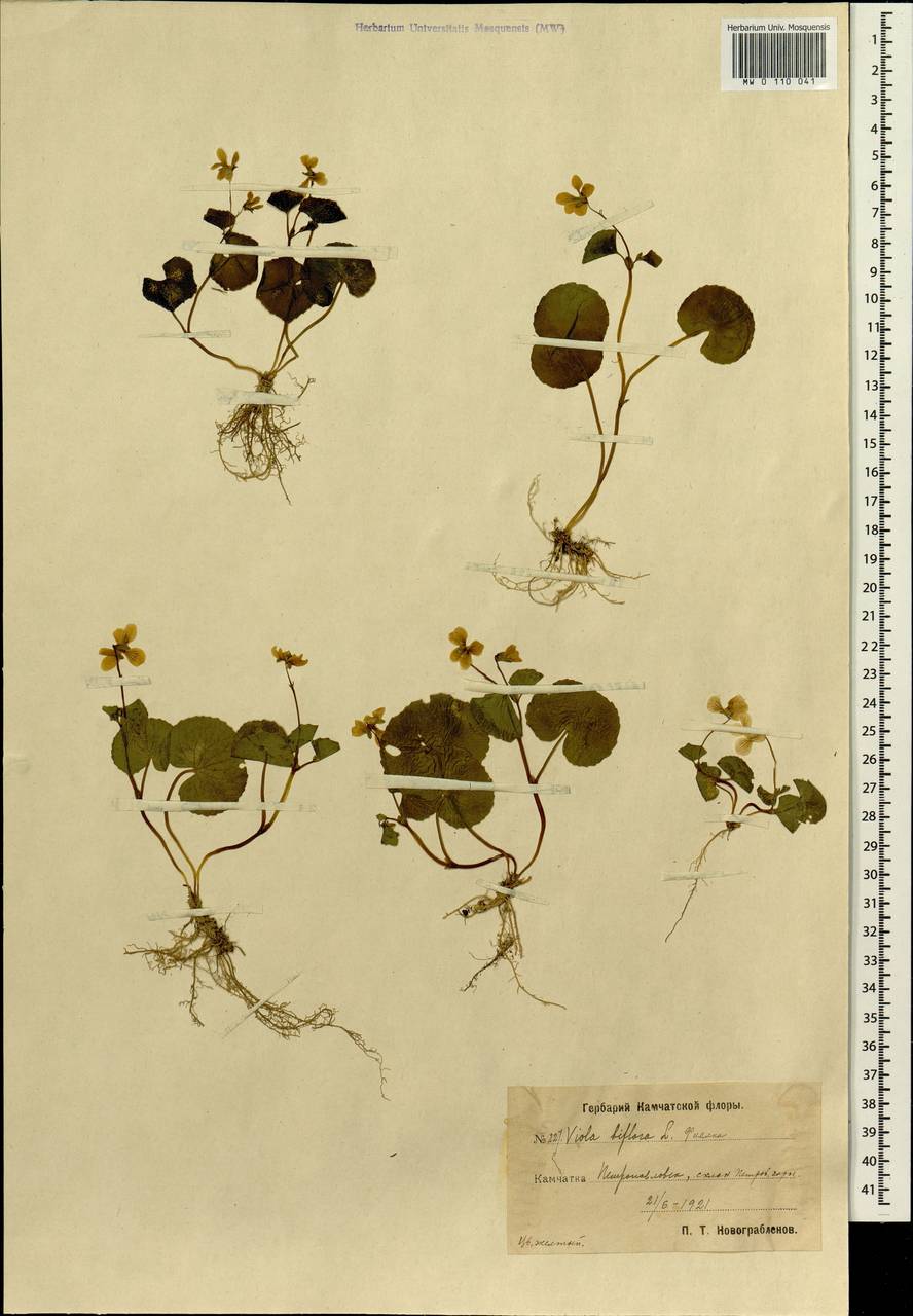 Viola biflora L., Siberia, Chukotka & Kamchatka (S7) (Russia)