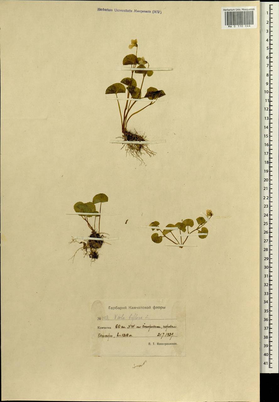Viola biflora L., Siberia, Chukotka & Kamchatka (S7) (Russia)