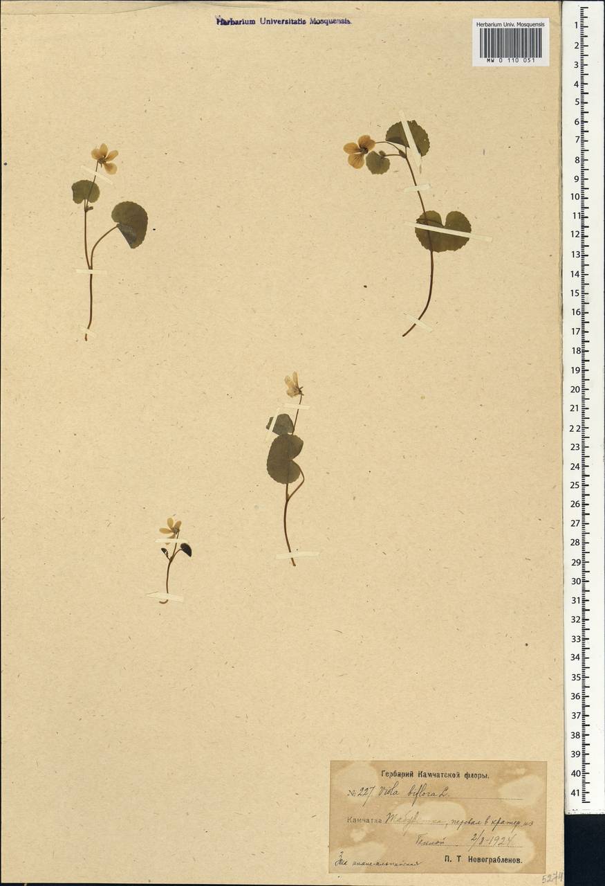 Viola biflora L., Siberia, Chukotka & Kamchatka (S7) (Russia)