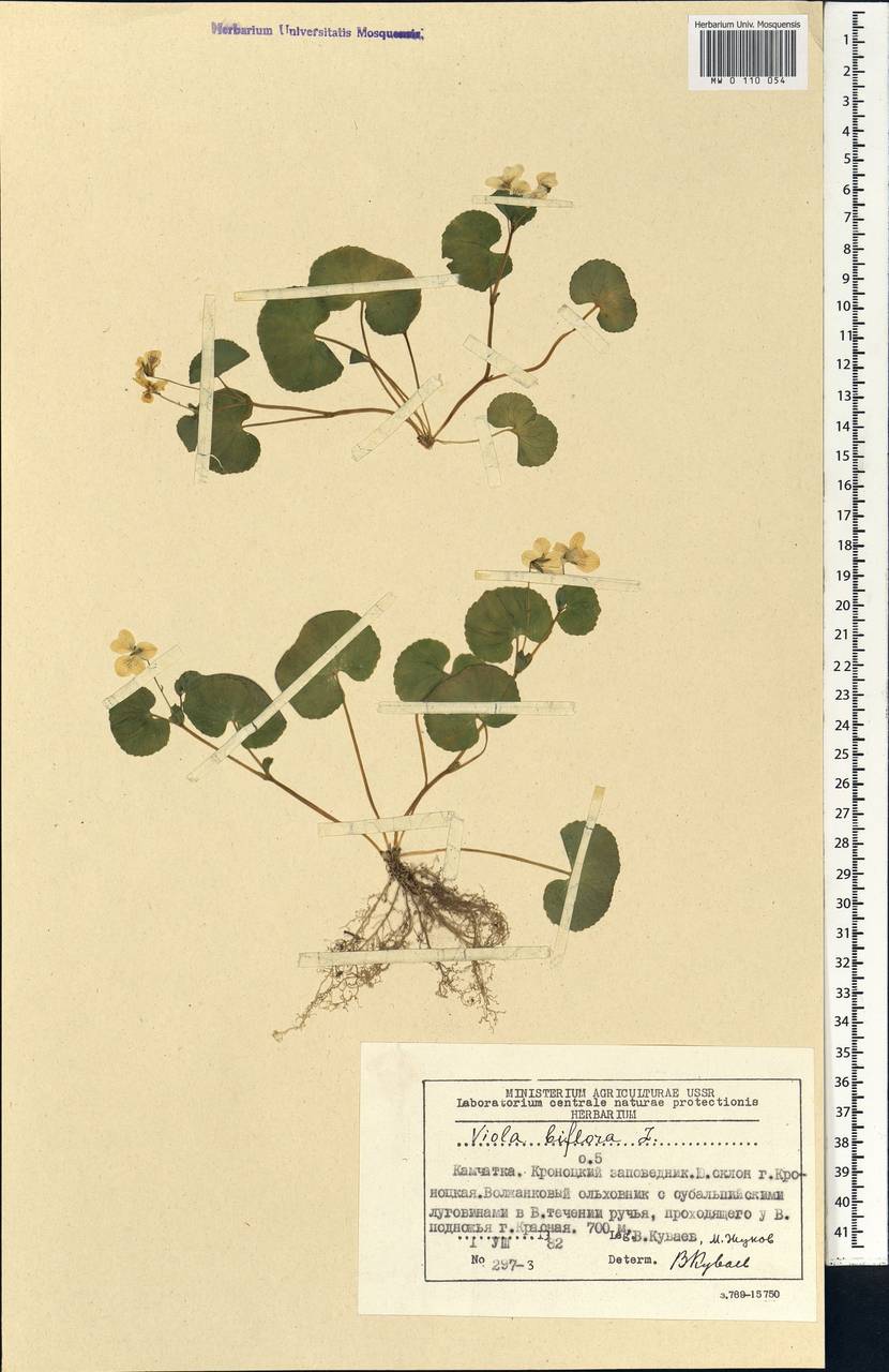 Viola biflora L., Siberia, Chukotka & Kamchatka (S7) (Russia)