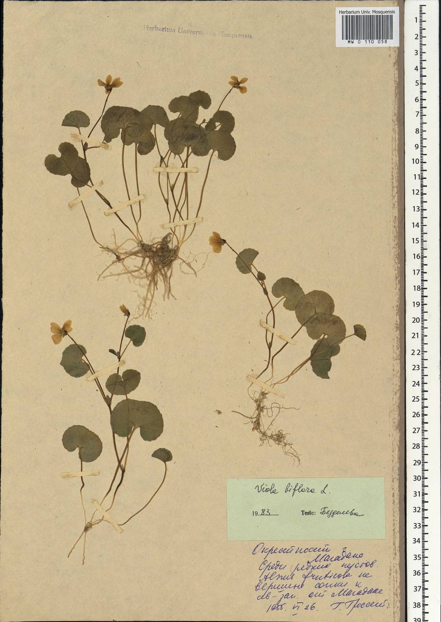 Viola biflora L., Siberia, Chukotka & Kamchatka (S7) (Russia)