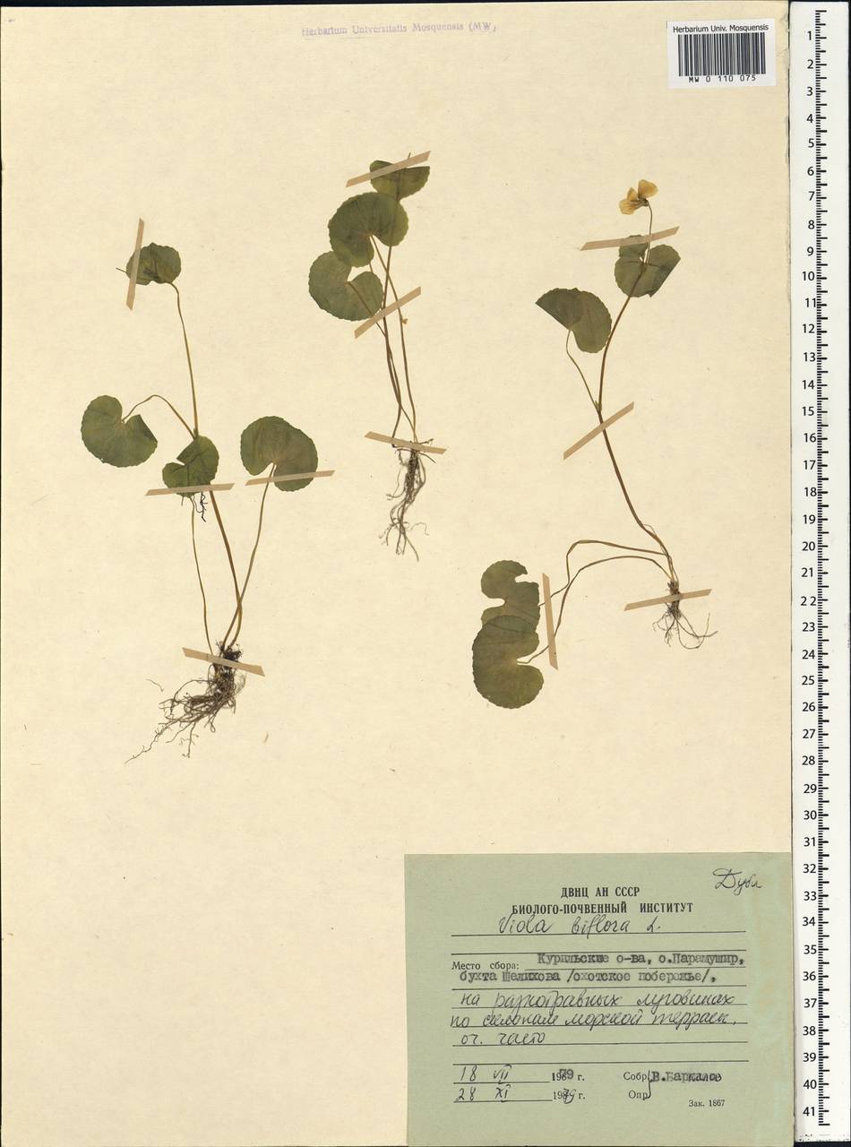 Viola biflora L., Siberia, Russian Far East (S6) (Russia)