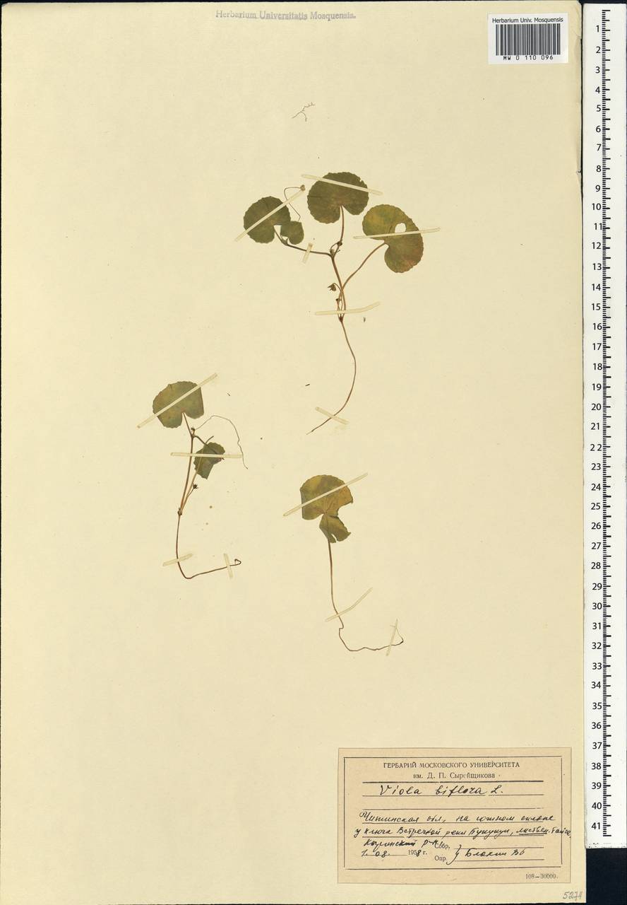 Viola biflora L., Siberia, Baikal & Transbaikal region (S4) (Russia)