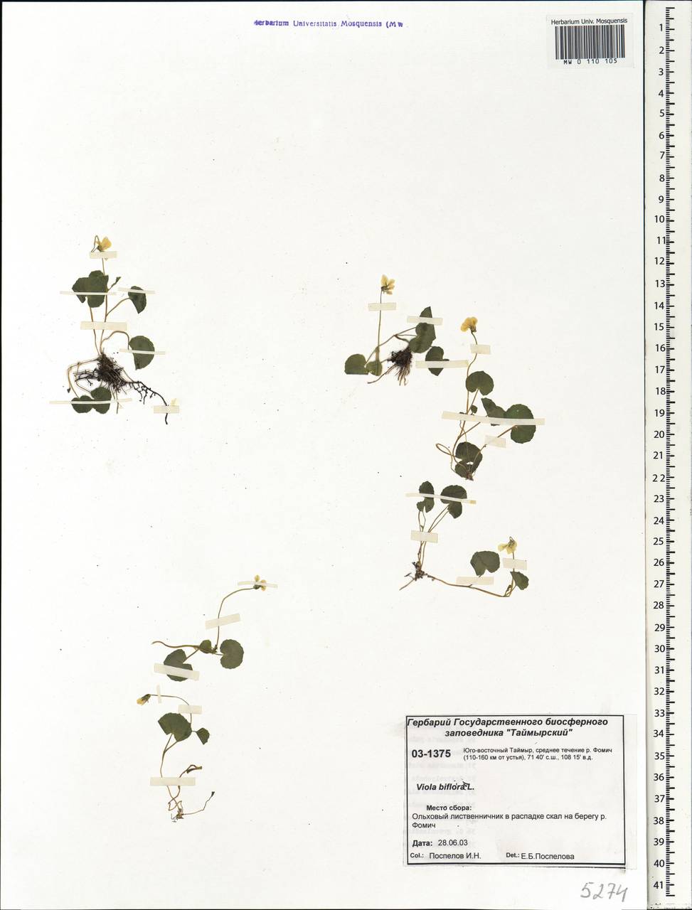 Viola biflora L., Siberia, Central Siberia (S3) (Russia)