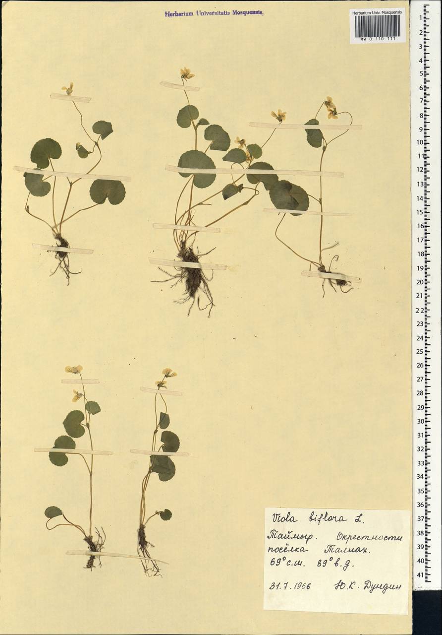 Viola biflora L., Siberia, Central Siberia (S3) (Russia)