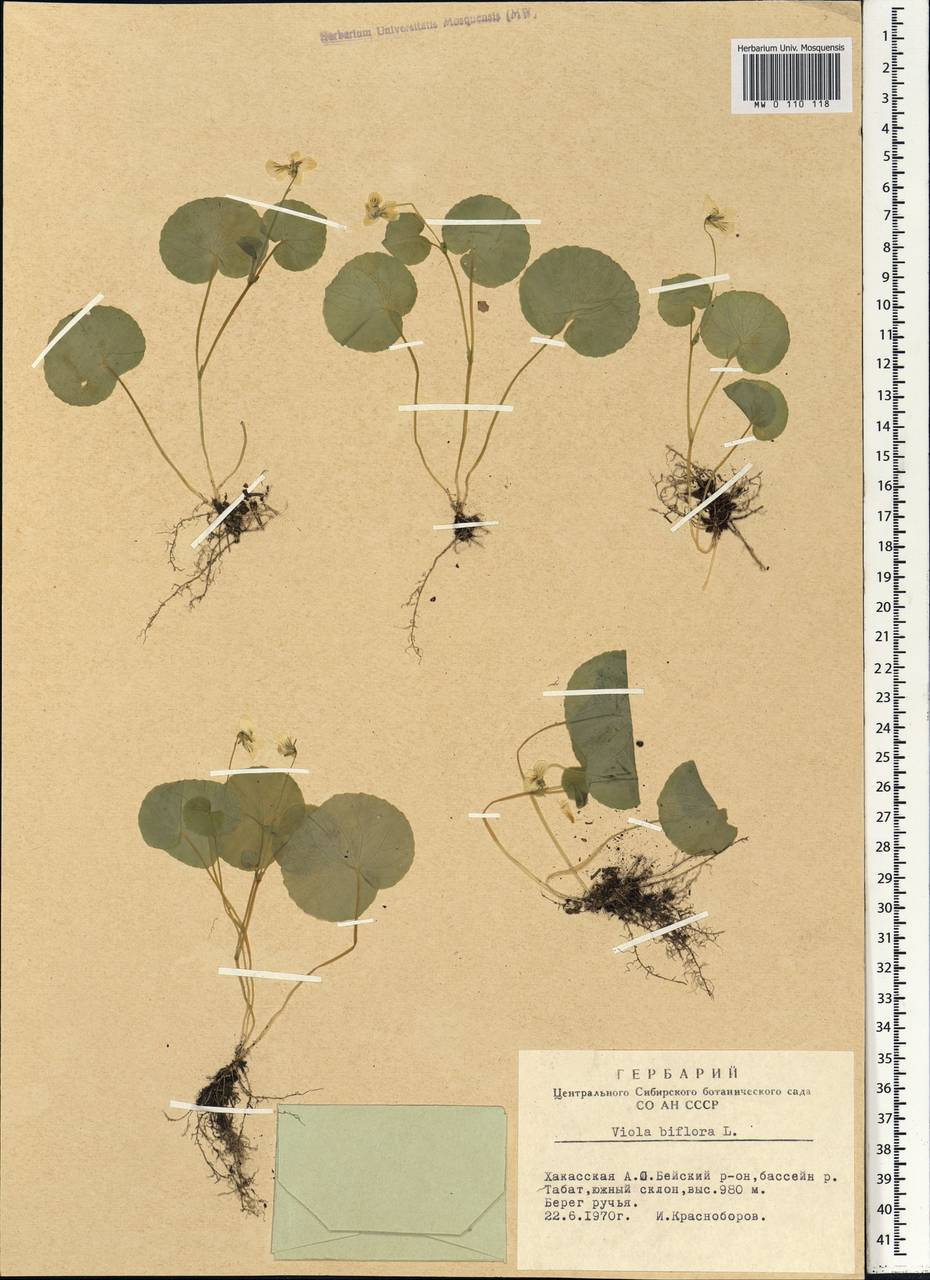 Viola biflora L., Siberia, Altai & Sayany Mountains (S2) (Russia)