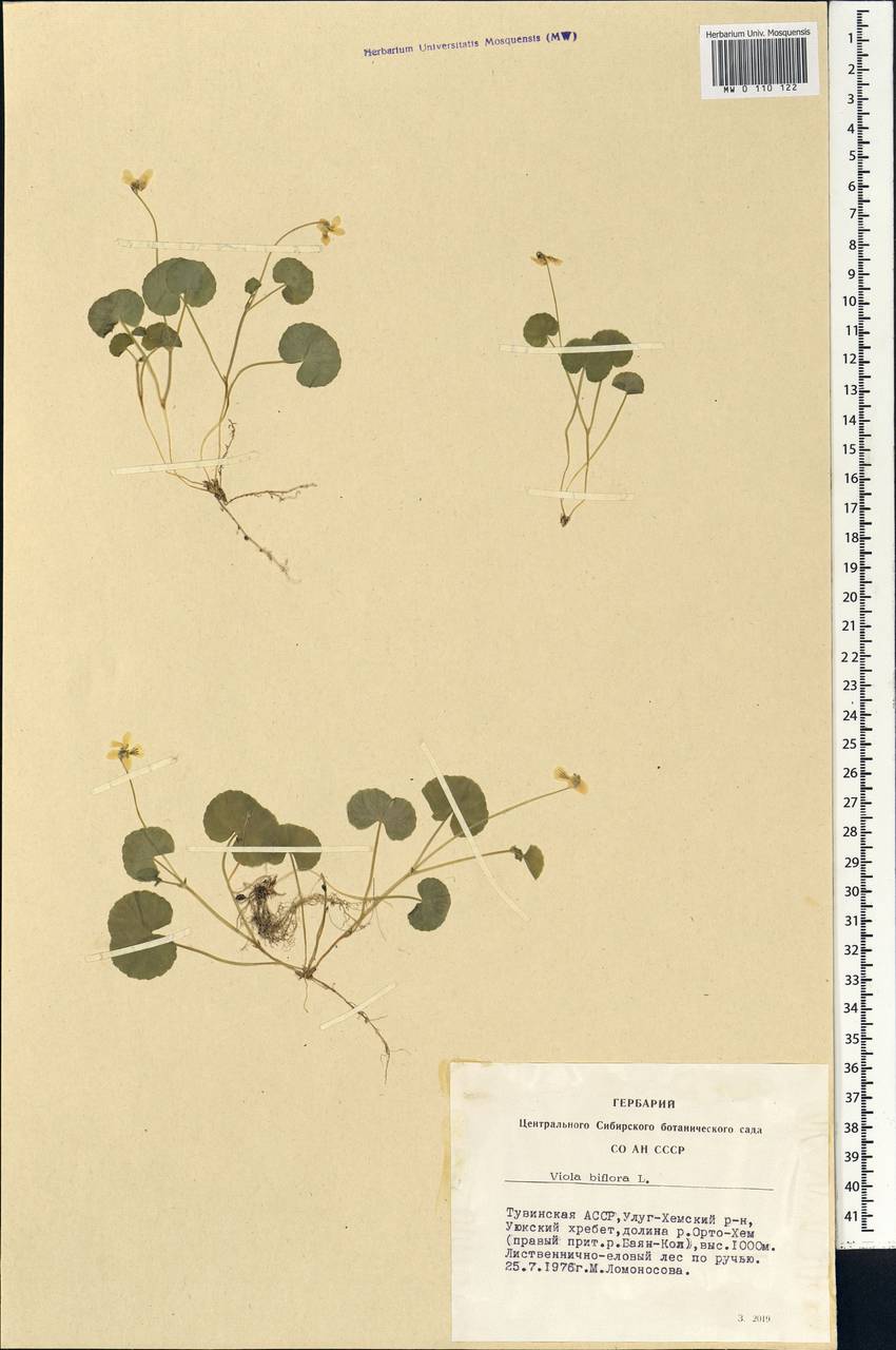 Viola biflora L., Siberia, Altai & Sayany Mountains (S2) (Russia)