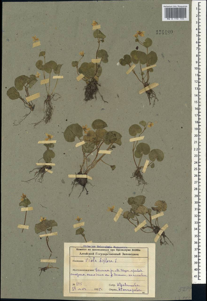 Viola biflora L., Siberia, Altai & Sayany Mountains (S2) (Russia)