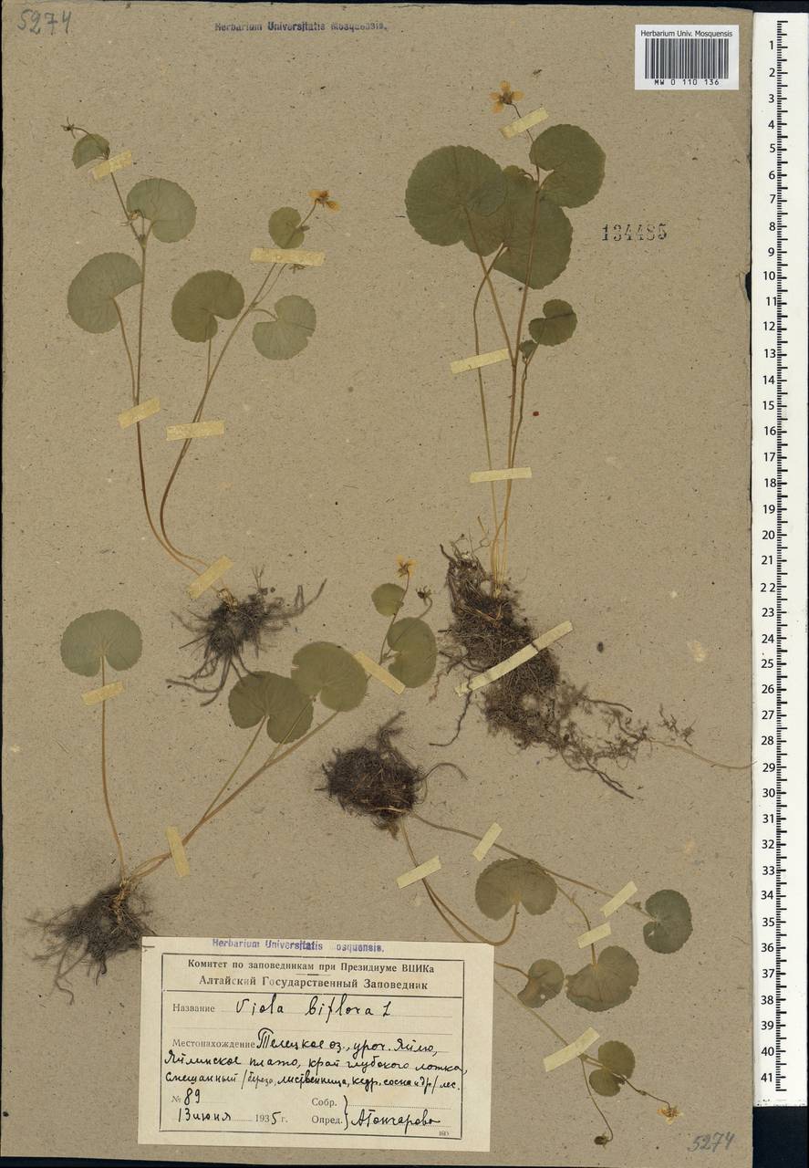 Viola biflora L., Siberia, Altai & Sayany Mountains (S2) (Russia)