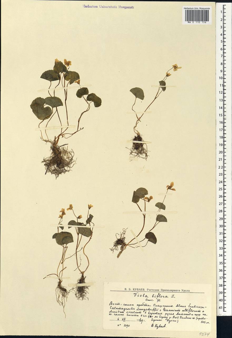 Viola biflora L., Siberia, Western Siberia (S1) (Russia)
