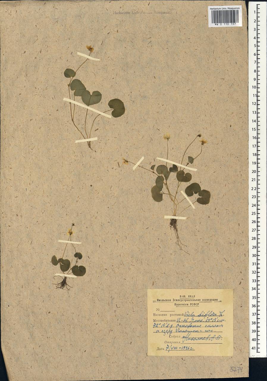 Viola biflora L., Siberia, Western Siberia (S1) (Russia)