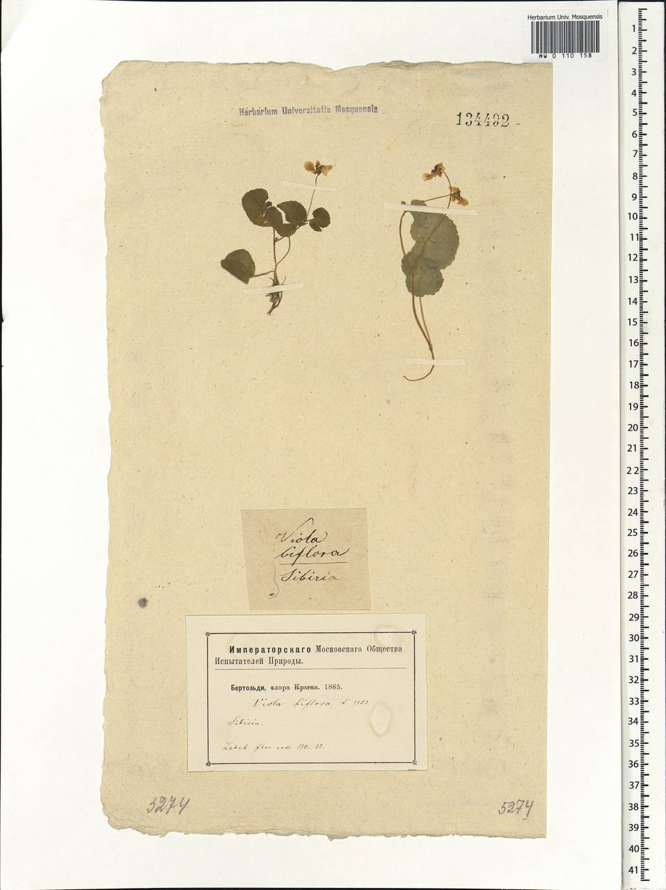 Viola biflora L., Siberia (no precise locality) (S0) (Russia)