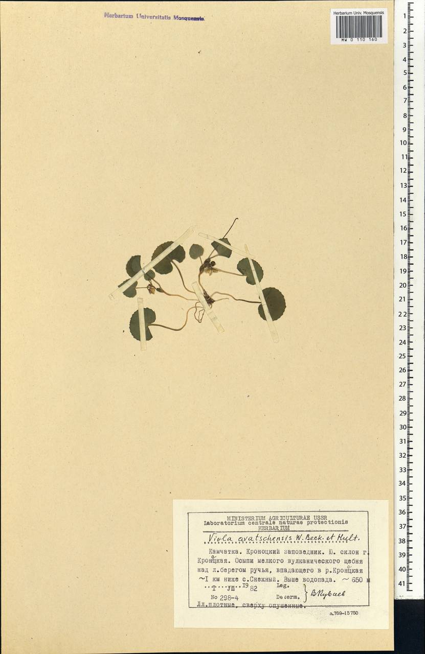 Viola crassa subsp. avatschensis (W. Becker & Hultén) Espeut, Siberia, Chukotka & Kamchatka (S7) (Russia)