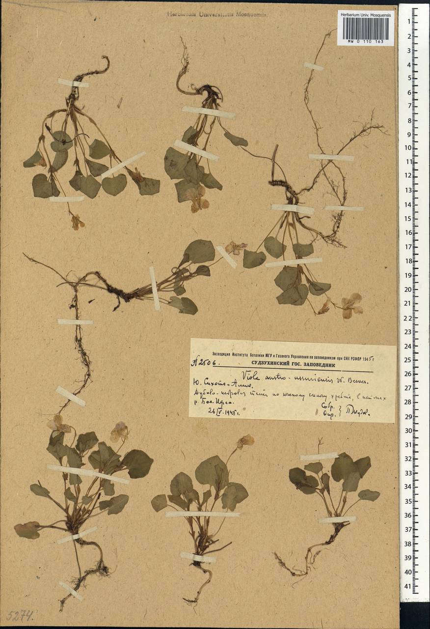 Viola acuminata var. austroussuriensis (W. Becker) Kitag., Siberia, Russian Far East (S6) (Russia)