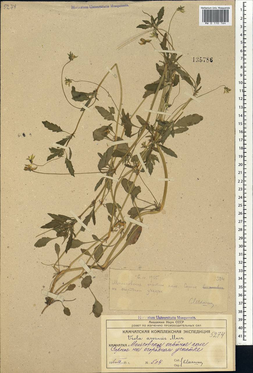 Viola arvensis Murray, Siberia, Chukotka & Kamchatka (S7) (Russia)