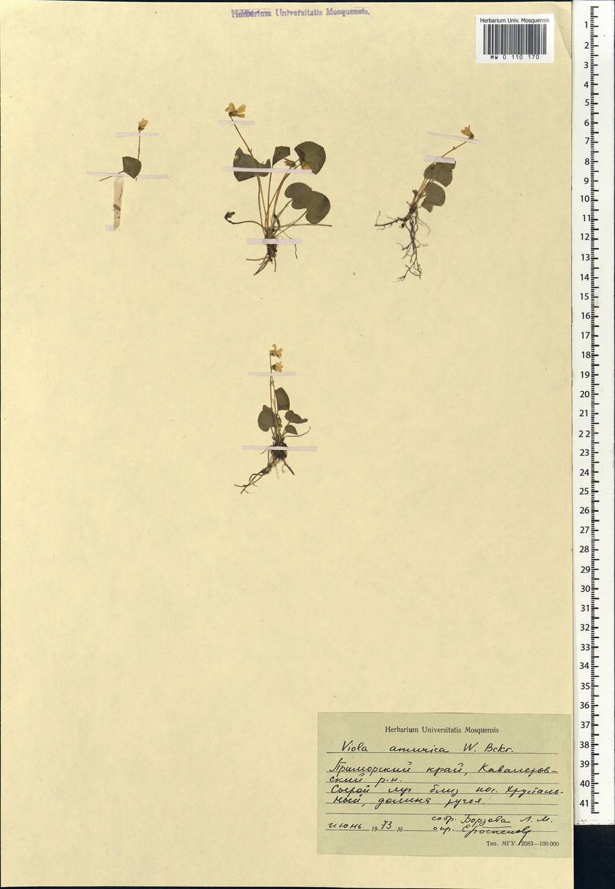 Viola amurica W. Becker, Siberia, Russian Far East (S6) (Russia)