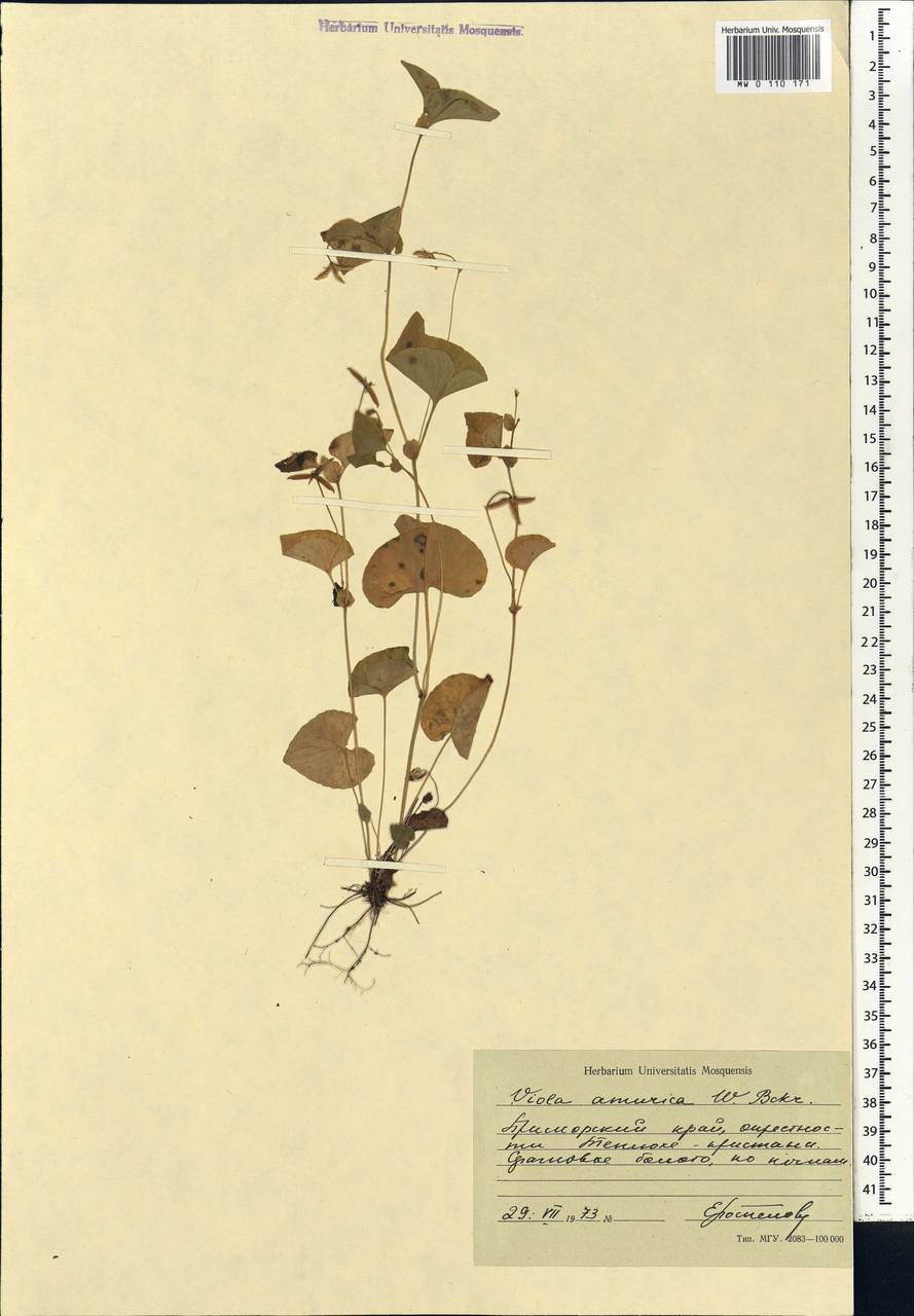 Viola amurica W. Becker, Siberia, Russian Far East (S6) (Russia)