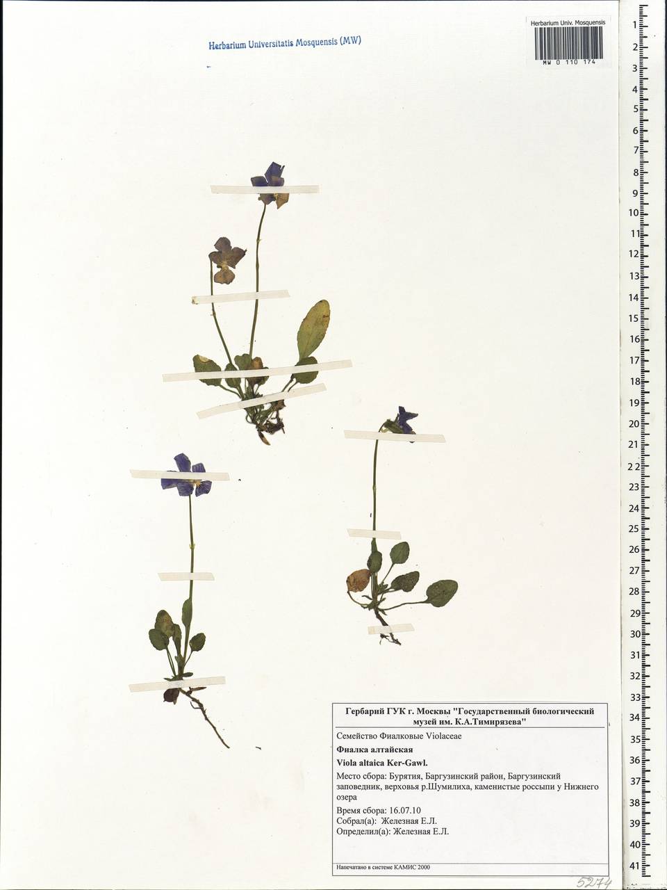 Viola altaica Ker Gawl., Siberia, Baikal & Transbaikal region (S4) (Russia)