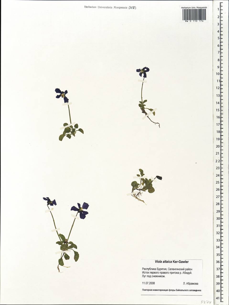Viola altaica Ker Gawl., Siberia, Baikal & Transbaikal region (S4) (Russia)