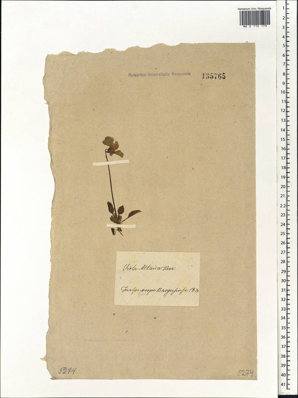 Viola altaica Ker Gawl., Siberia, Baikal & Transbaikal region (S4) (Russia)