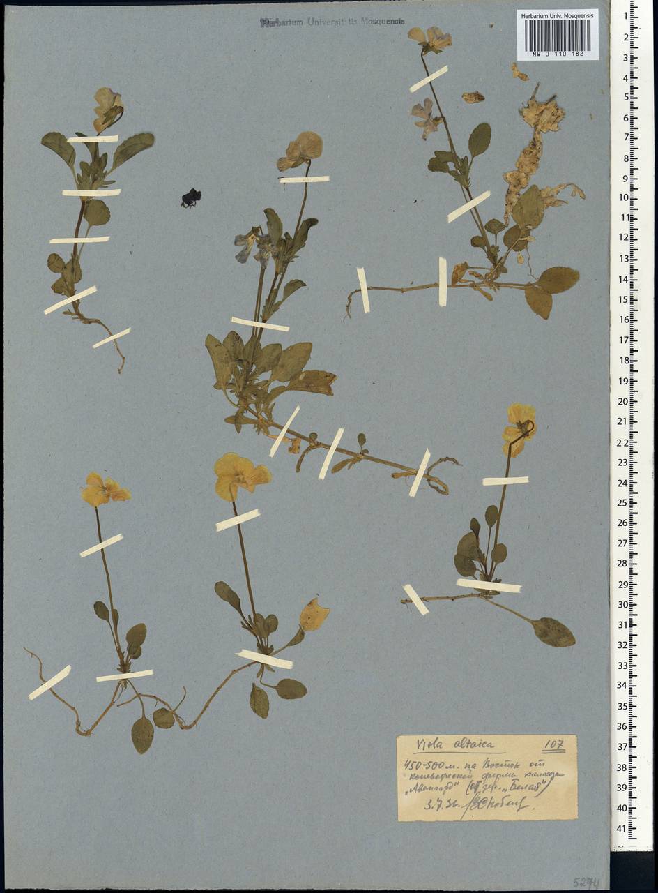 Viola altaica Ker Gawl., Siberia, Western (Kazakhstan) Altai Mountains (S2a) (Kazakhstan)