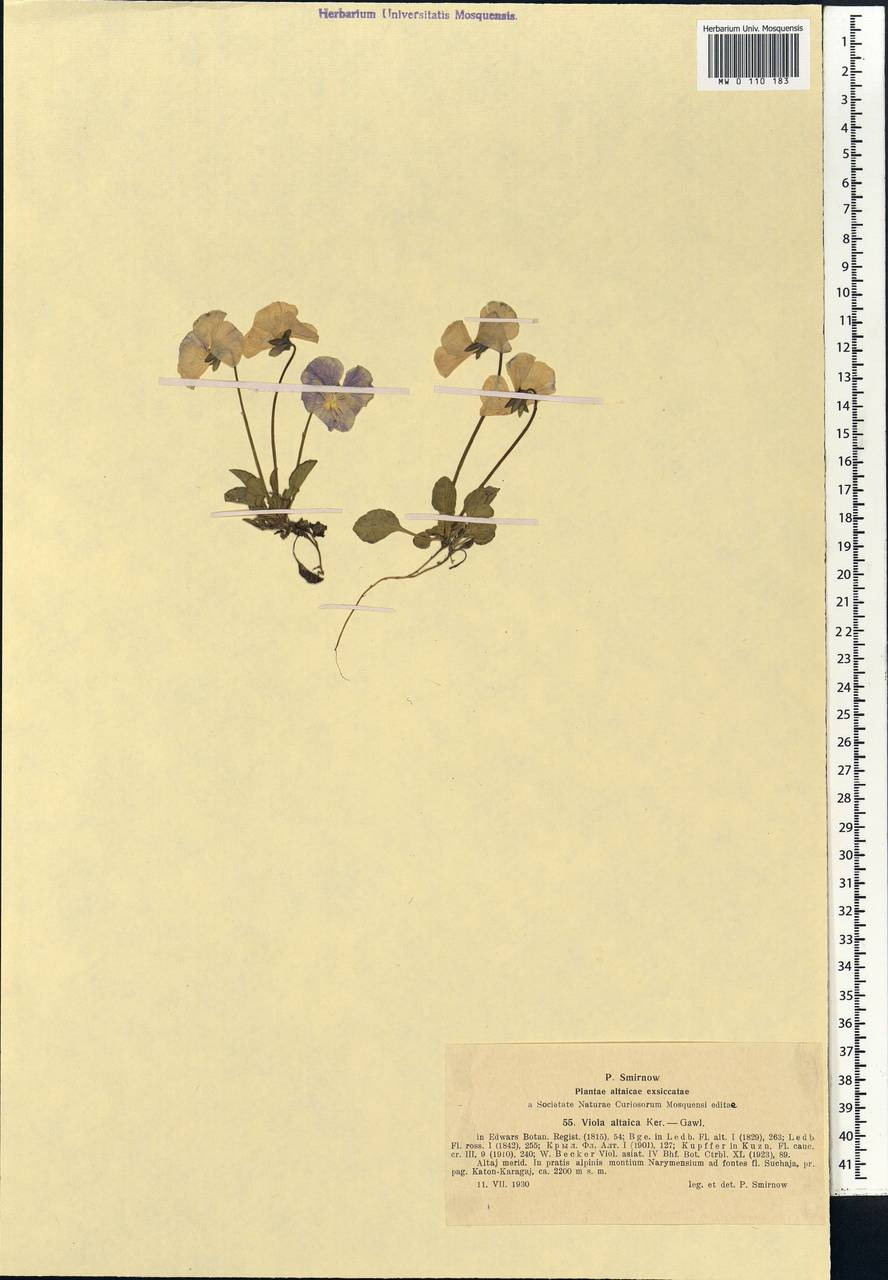 Viola altaica Ker Gawl., Siberia, Western (Kazakhstan) Altai Mountains (S2a) (Kazakhstan)