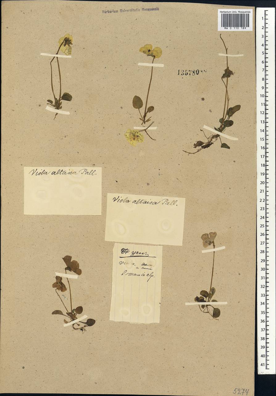 Viola altaica Ker Gawl., Siberia, Altai & Sayany Mountains (S2) (Russia)