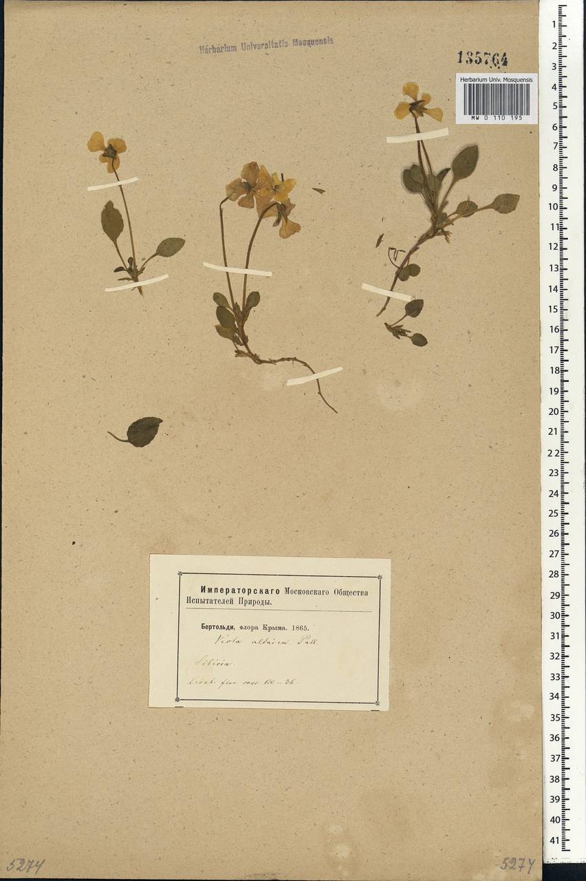Viola altaica Ker Gawl., Siberia (no precise locality) (S0) (Russia)